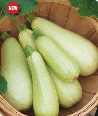 Limelight Hybrid Zucchini